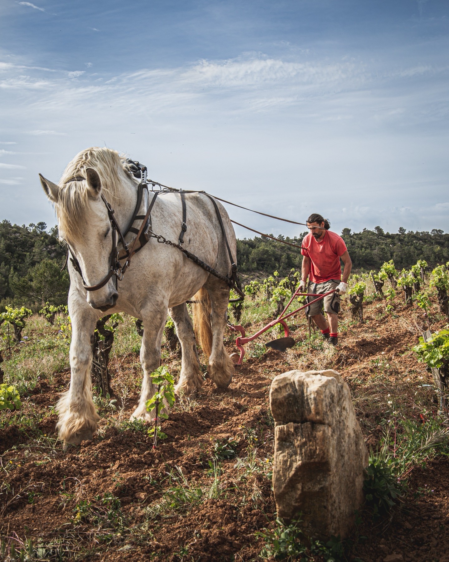 Le cheval de trait