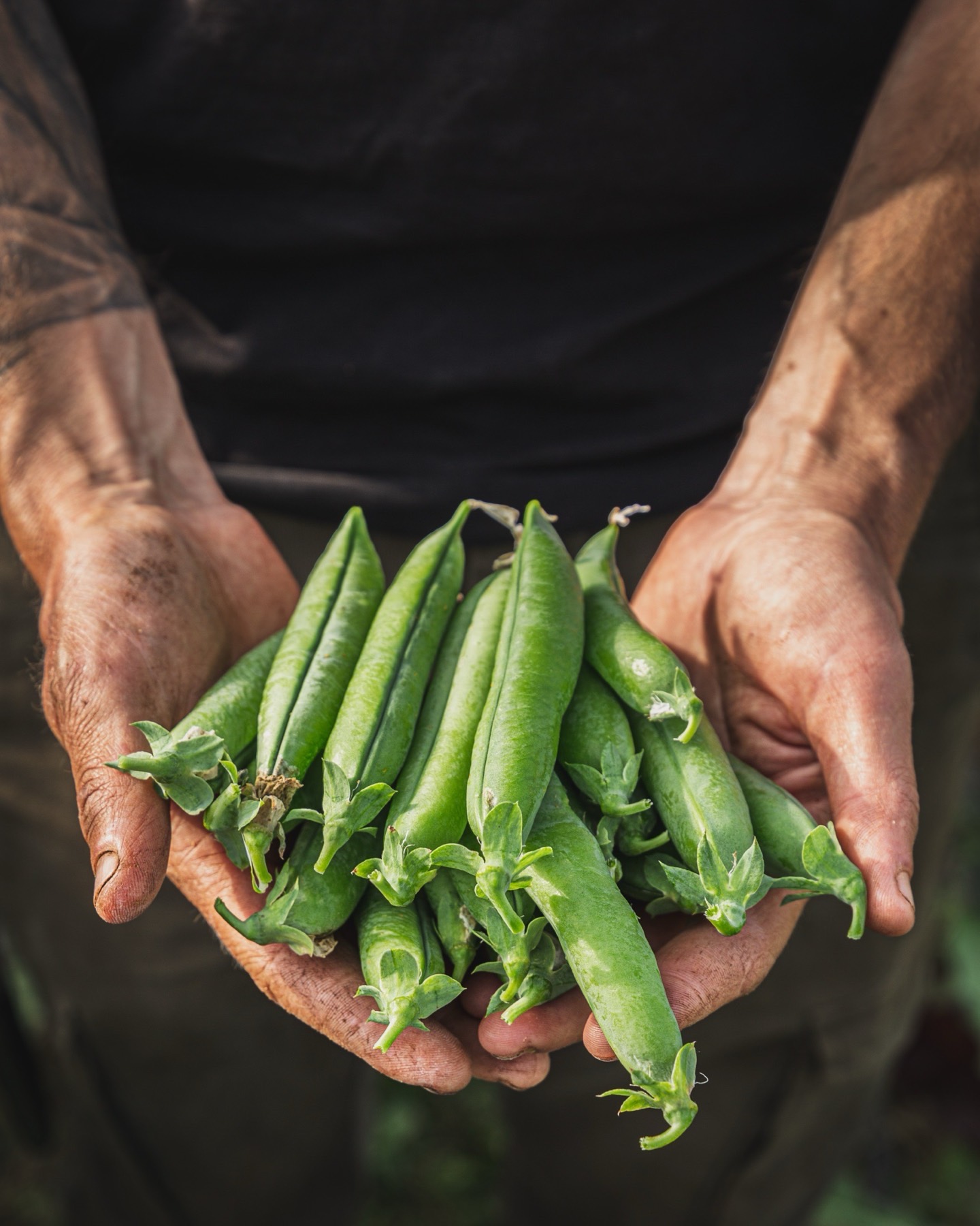 Petits pois, à écosser