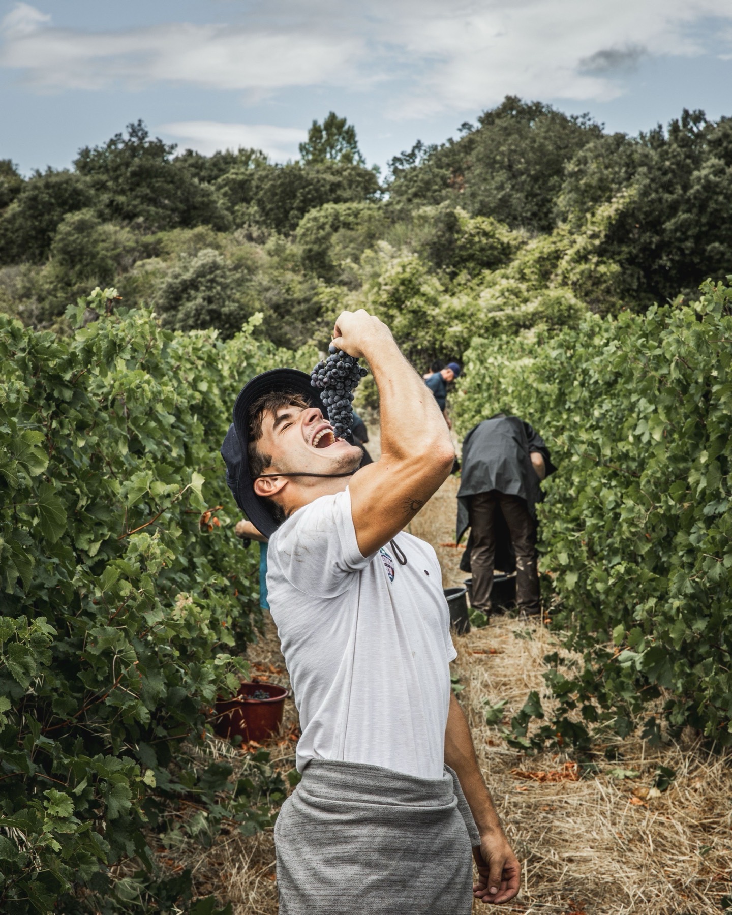 Vendanges