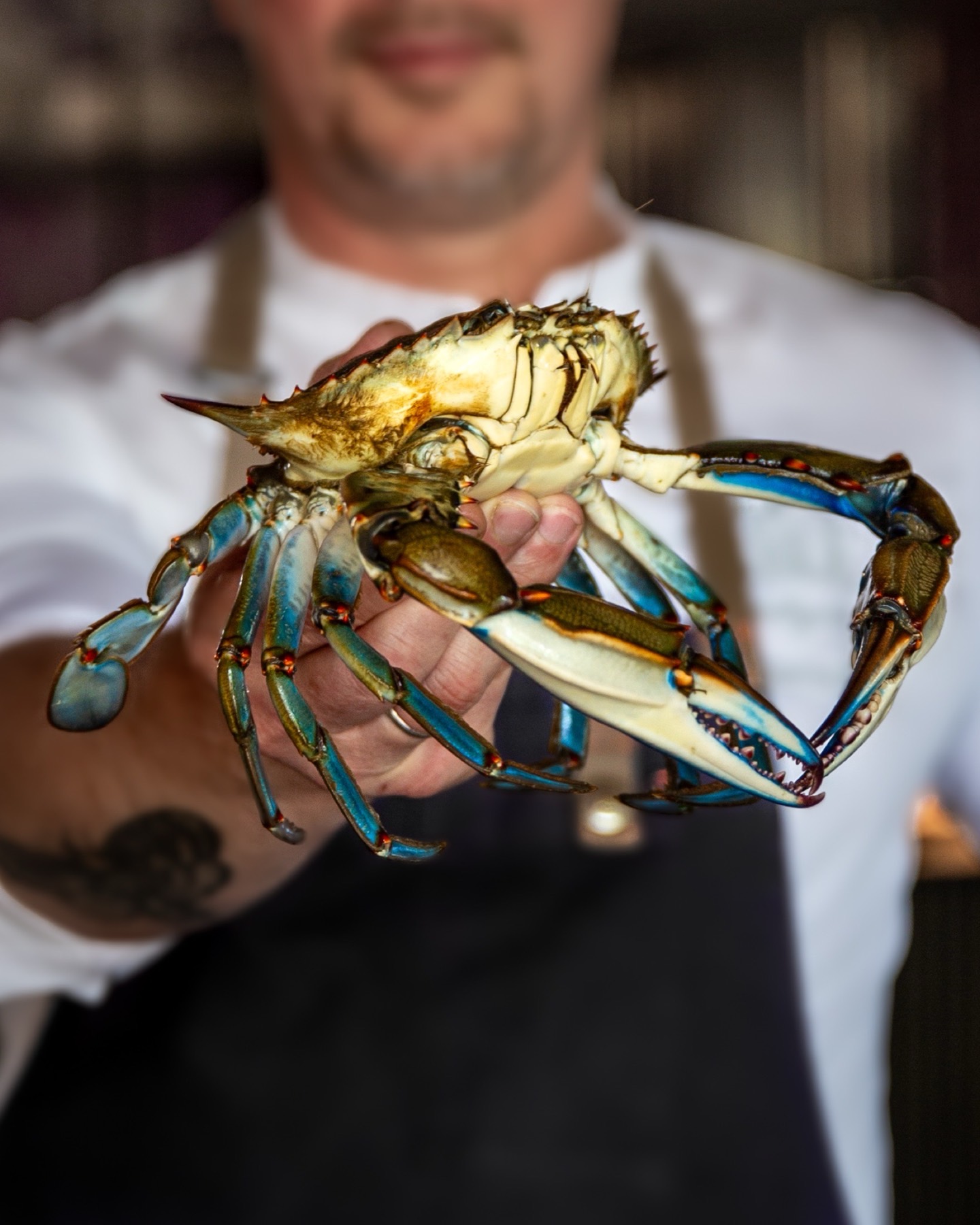 Crabe bleu, terreur des lagunes