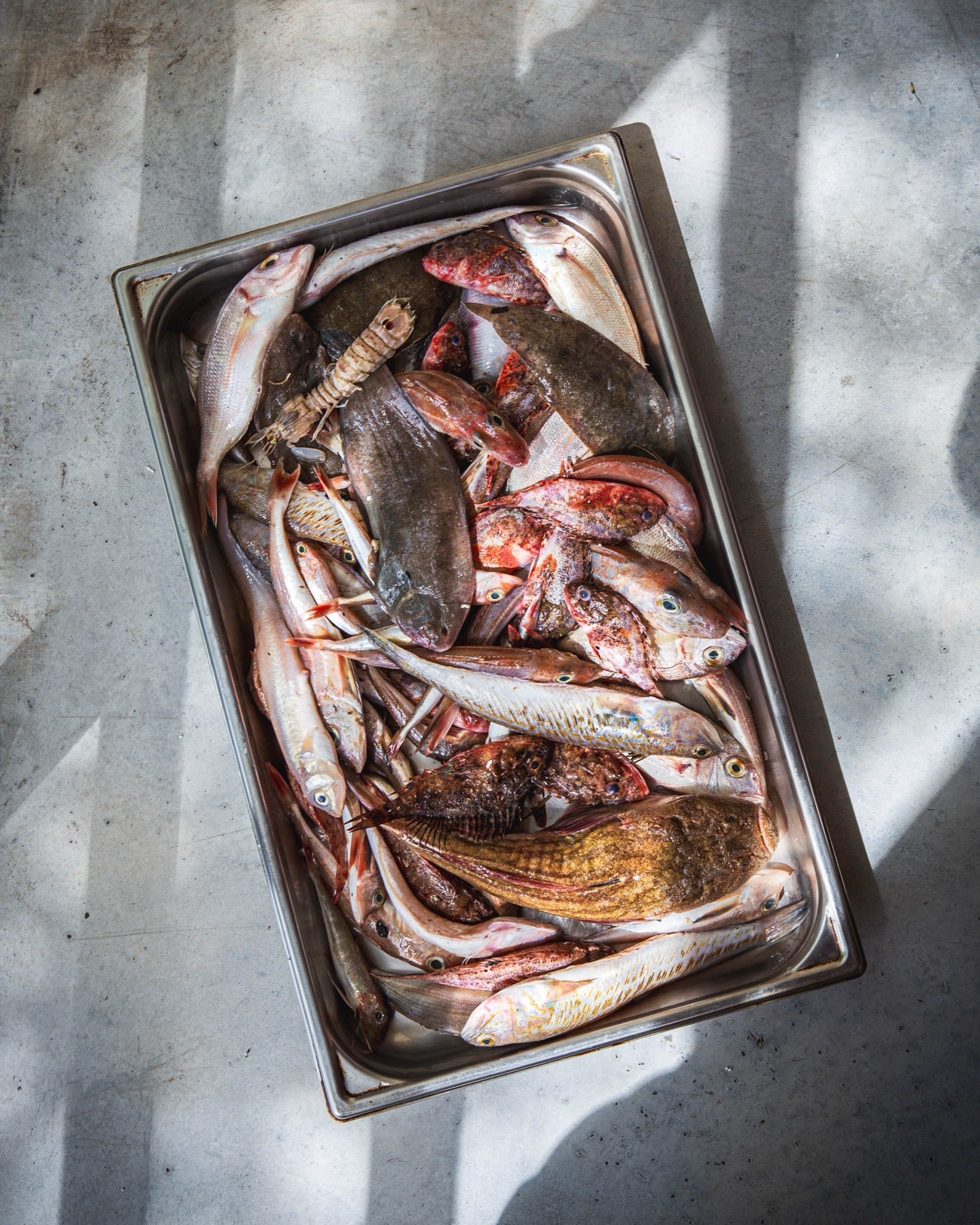 Poissons de roche